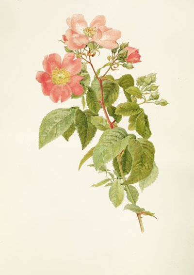 Rosa setigera (La Rose des Prairies), par Alfred Parsons (1847-1920) - Alfred Parsons